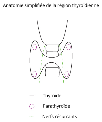anatomie Thyroide