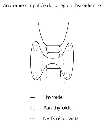 Thyroïde à Lyon | Centre de Chirurgie Digestive et Viscérale