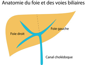 anatomie du foie